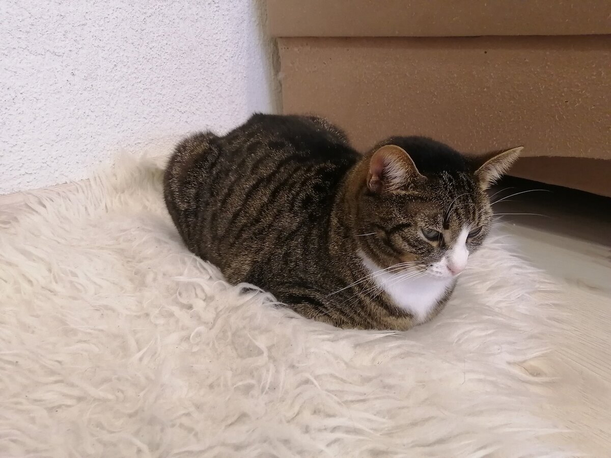 Младшая кошка Кончик. Фото из личного архива автора.