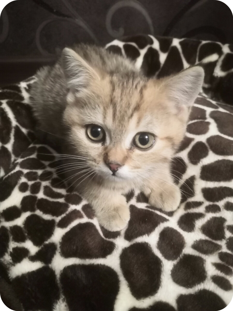 Фото автора. Сеня  3 мес.