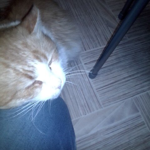 Тот самый кот Барсик.