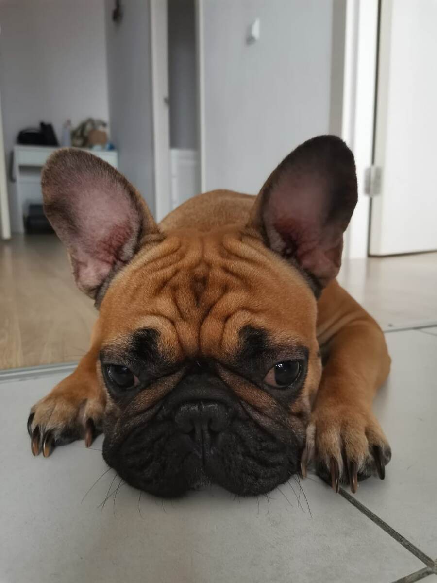 Собака по кличке Луна. 