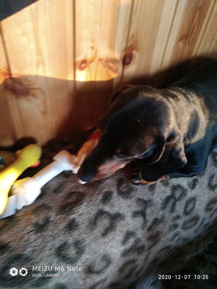 Очень Такс наш крепко спит и мульфильмы не глядит...