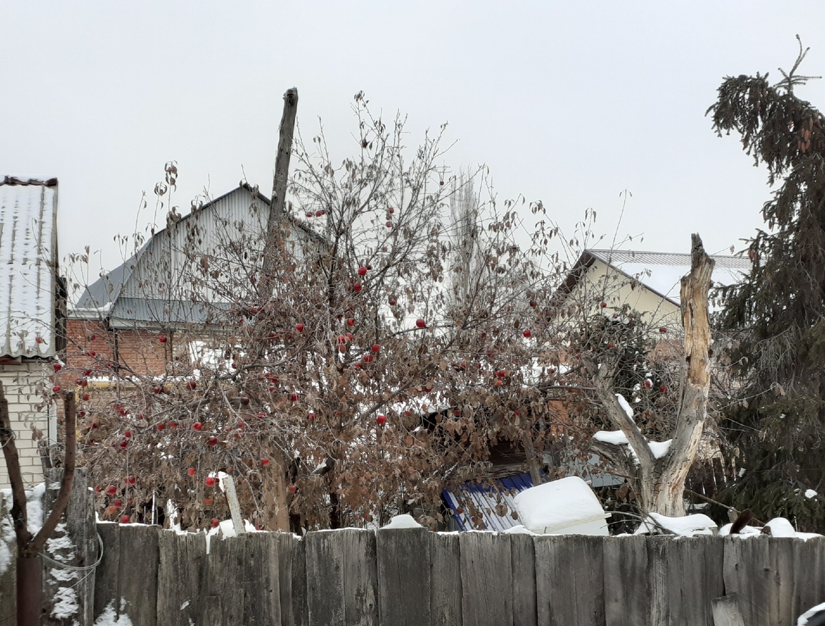 Яблоня на участке соседа.