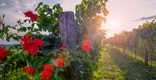 Розы на винограднике