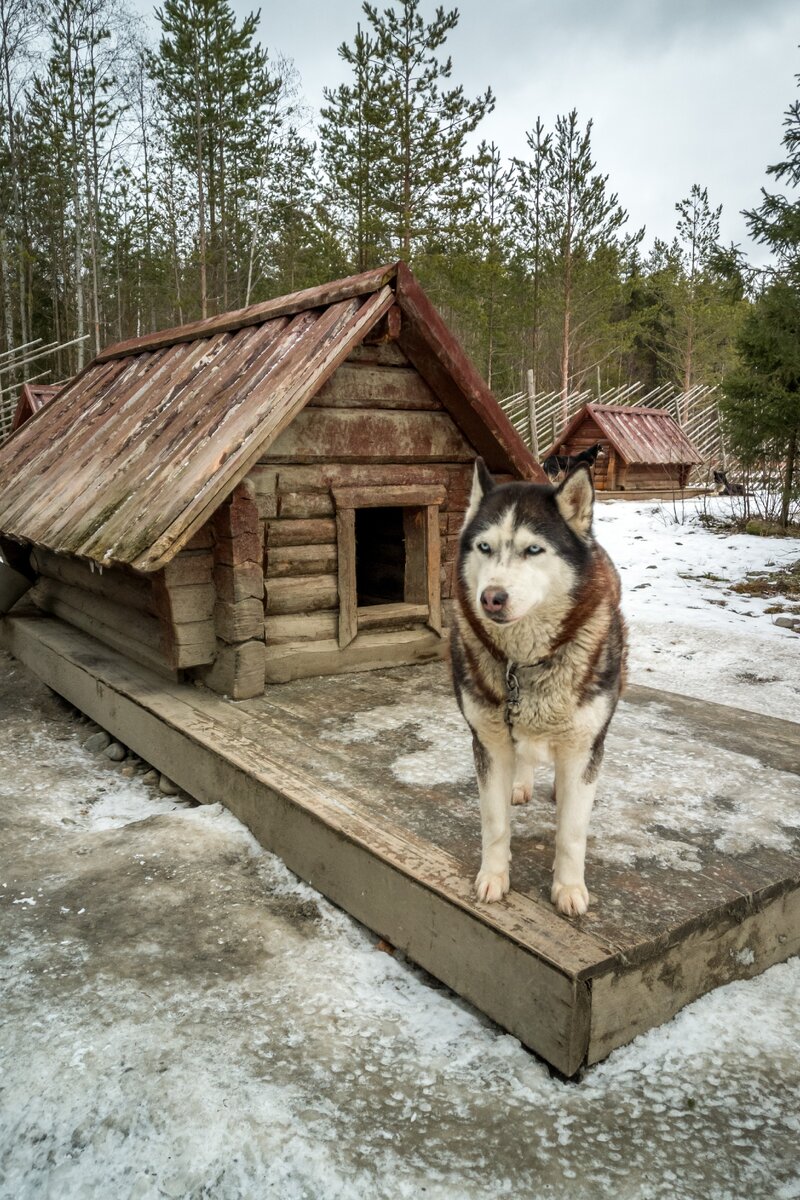 Талви Укко хаски