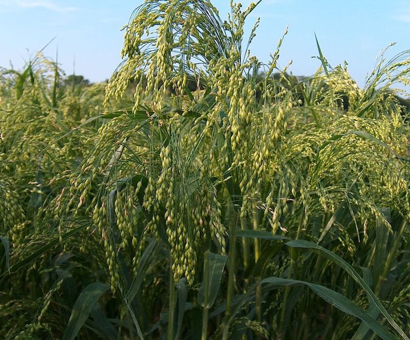 Про́со (лат. Panicum) — род однолетних и многолетних травянистых растений семейства Злаки, или Мятликовые (Poaceae). 
