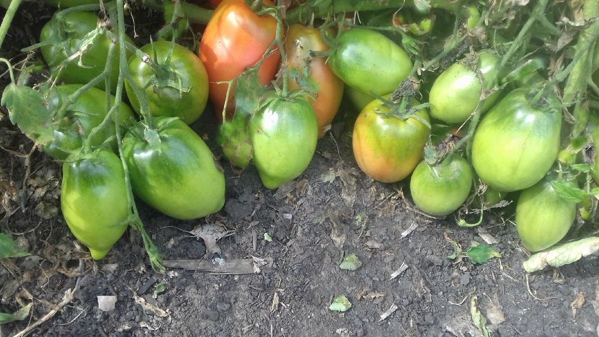 Фрагмент куста сорта Кенигсберг