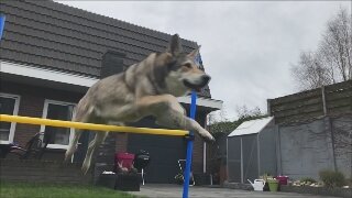 Волкособы сохранили многие черты дикого зверя и внешне, и в характере.