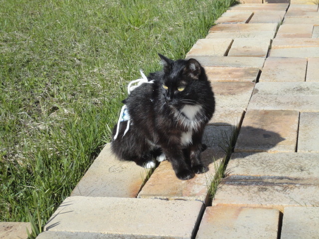 Это Муся моя после стерилизации