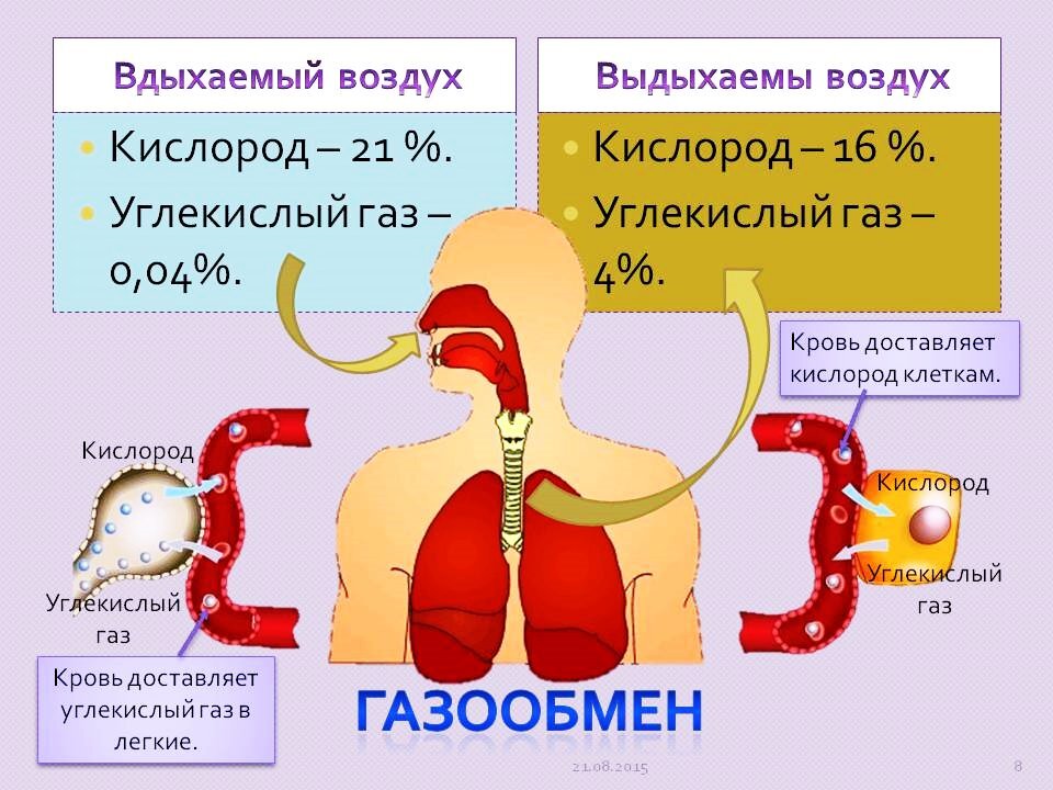 Используя диаграмму определите массу кислорода в своем организме