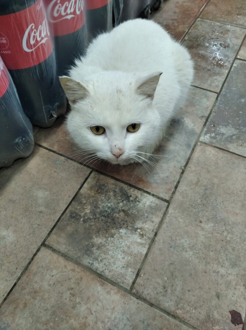 Котик совсем немного занимал места, не гадил и был благодарен за еду.