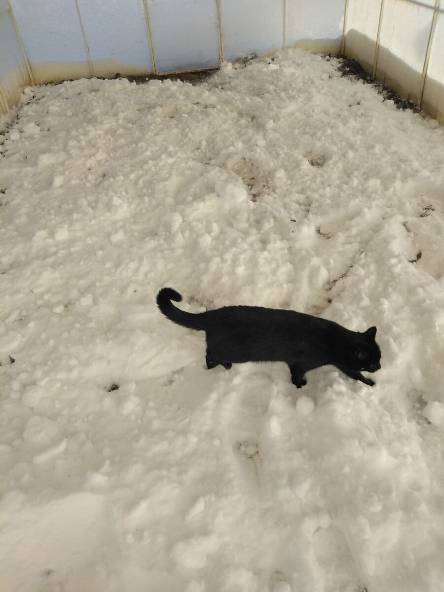 Мой любимый кот всегда со мной. Слой снега пока недостаточный. Насколько пока хватило сил. Продолжение следует...