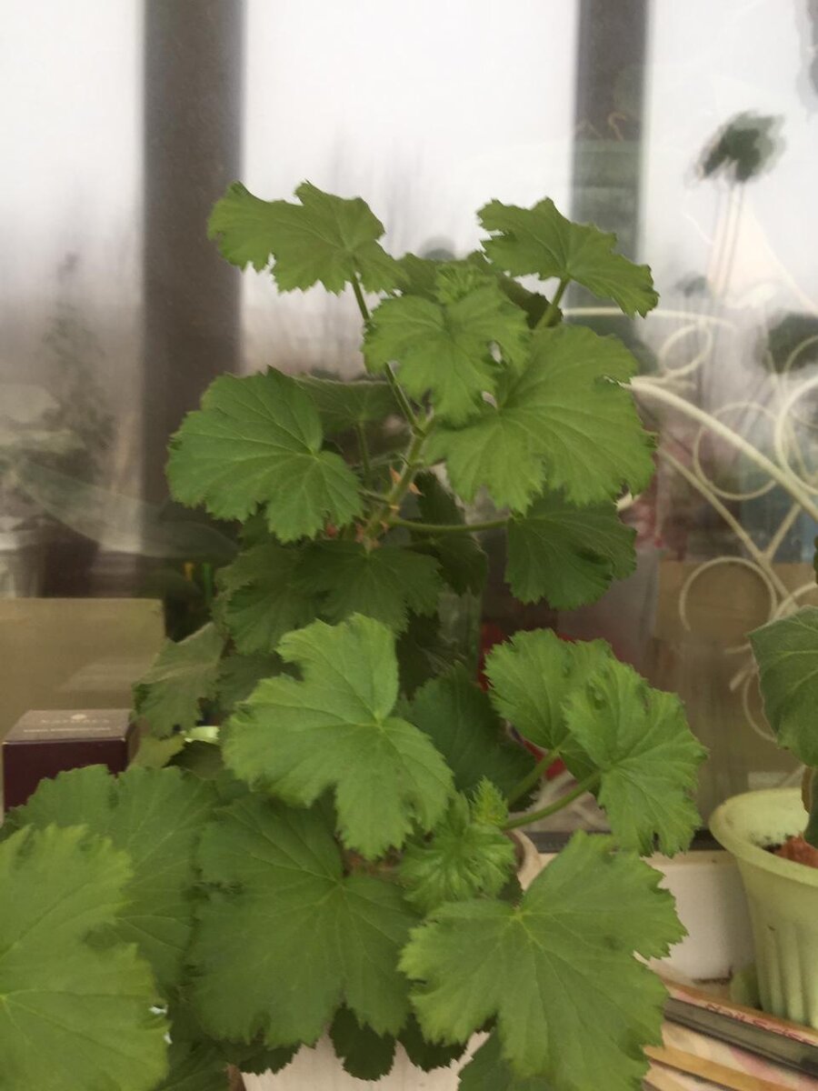 Пеларгония