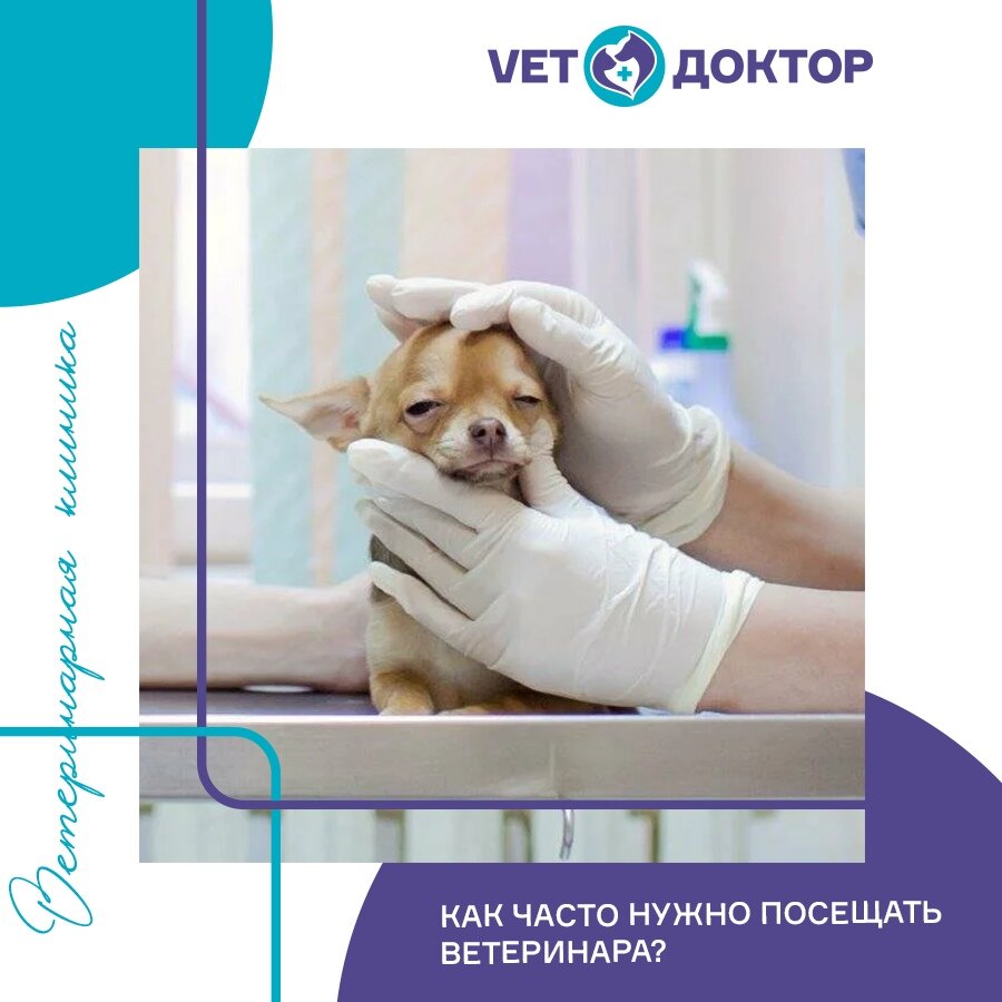 Посещение ветеринара – неотъемлемая часть заботы о питомце. К счастью, не всегда необходимость визита в ветеринарную клинику связана с заболеванием подопечного. 
❓ Так зачем еще водить к ветеринару домашнее животное

🔹Для первичного осмотра СРАЗУ ПОСЛЕ ПРИОБРЕТЕНИЯ питомца. Вы получите оценку состояния его здоровья и рекомендации по кормлению и уходу. 

🔹Не забывайте о ПЛАНОВЫХ ПРИВИВКАХ. Информацию о них вы можете уточнить у ветеринара на самом первом приеме.

🔹ПРОФИЛАКТИЧЕСКИЕ ОСМОТРЫ животного следует проводить не реже, чем раз в год. Если у животного выявлен хронический недуг, то частоту посещений назначит лечащий врач.

😉 Не пренебрегайте диагностикой здоровья своего питомца, ведь любую болезнь легче предупредить, чем лечить

Всех любим ❤