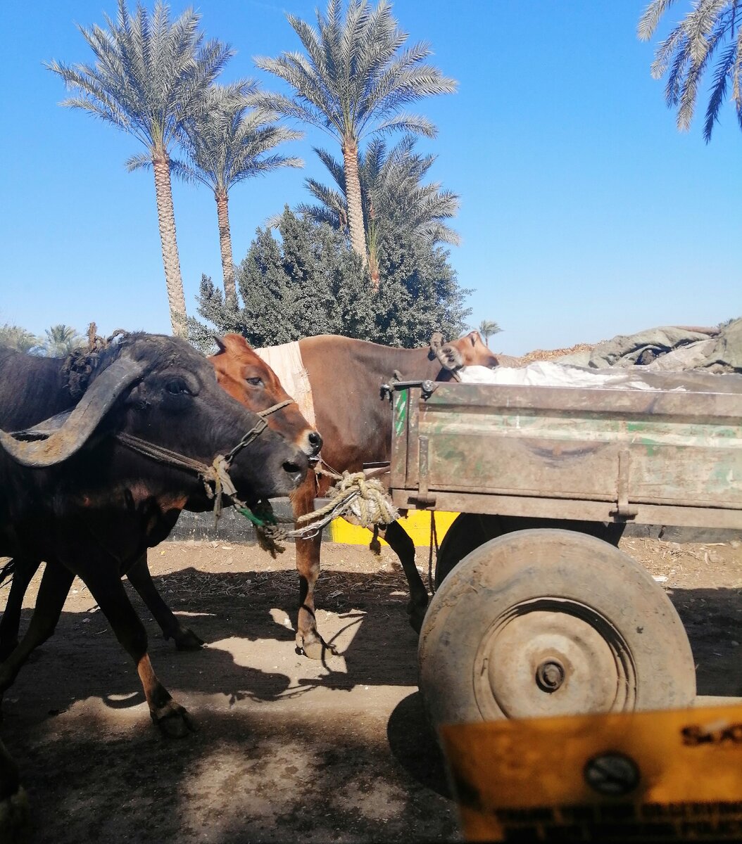 В окрестностях Каира