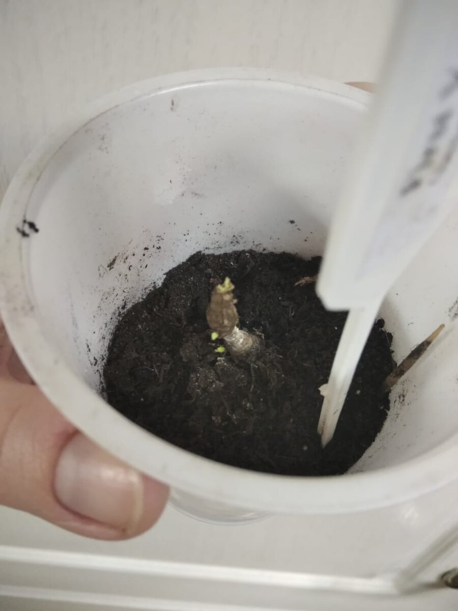 Черенок First Yellow