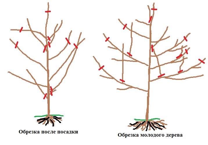 Как обрезать плодовые деревья весной для начинающих