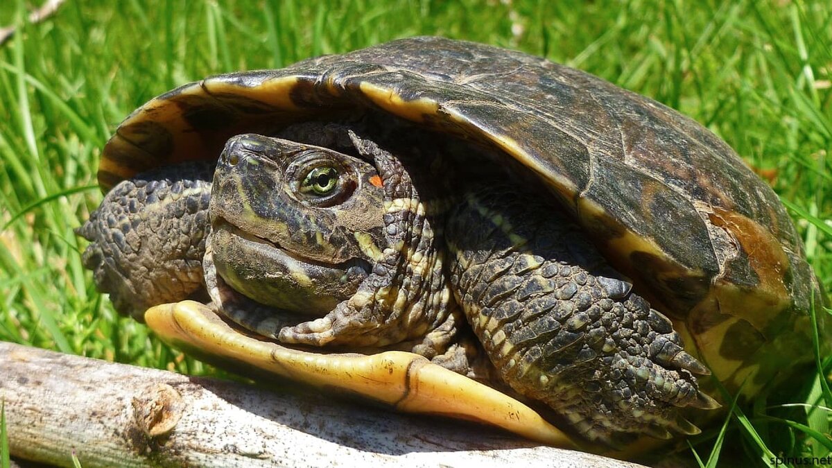 Черепаха перестала есть. Красноухая черепаха. Trachemys scripta scripta. Черепахи на Кубани. Черепахи Кубани водяные.