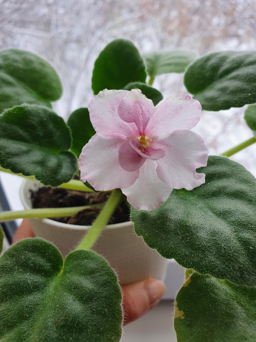 И этот  цветок фиалки тоже тебе:) 