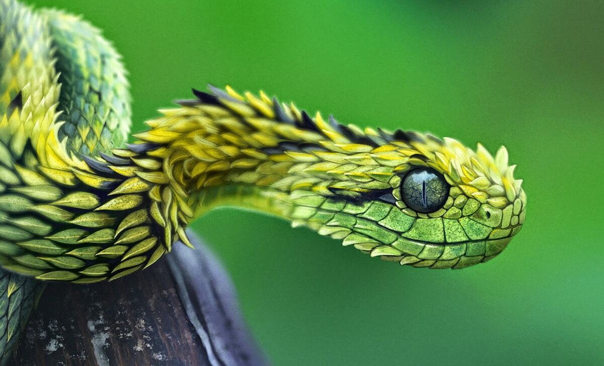 Гадюка степная, Vipera ursinii