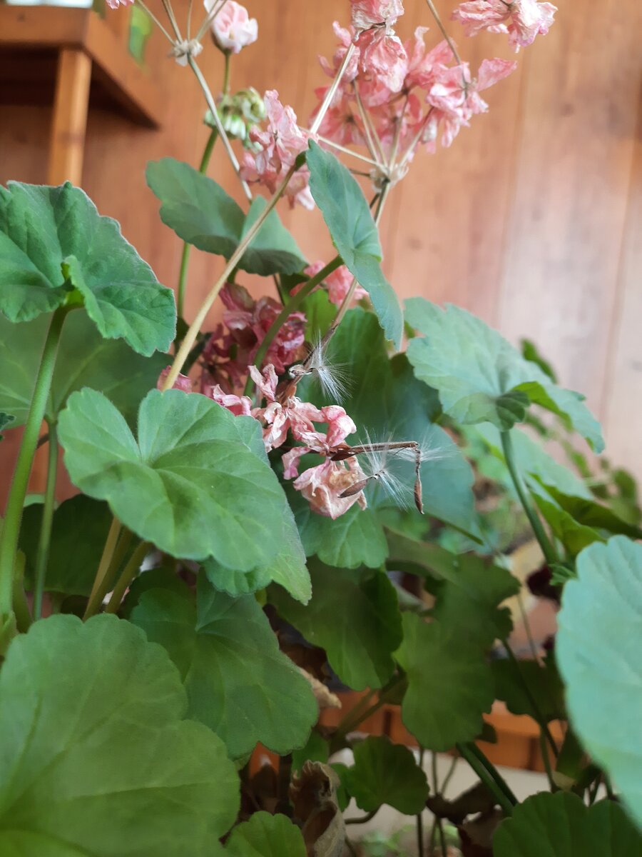 Семена Пеларгонии. Фото автора