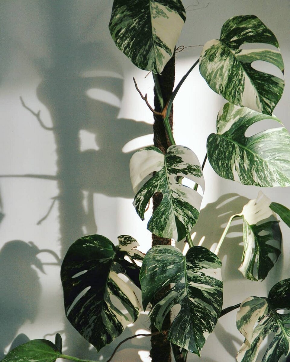 Instagram @33succulenta