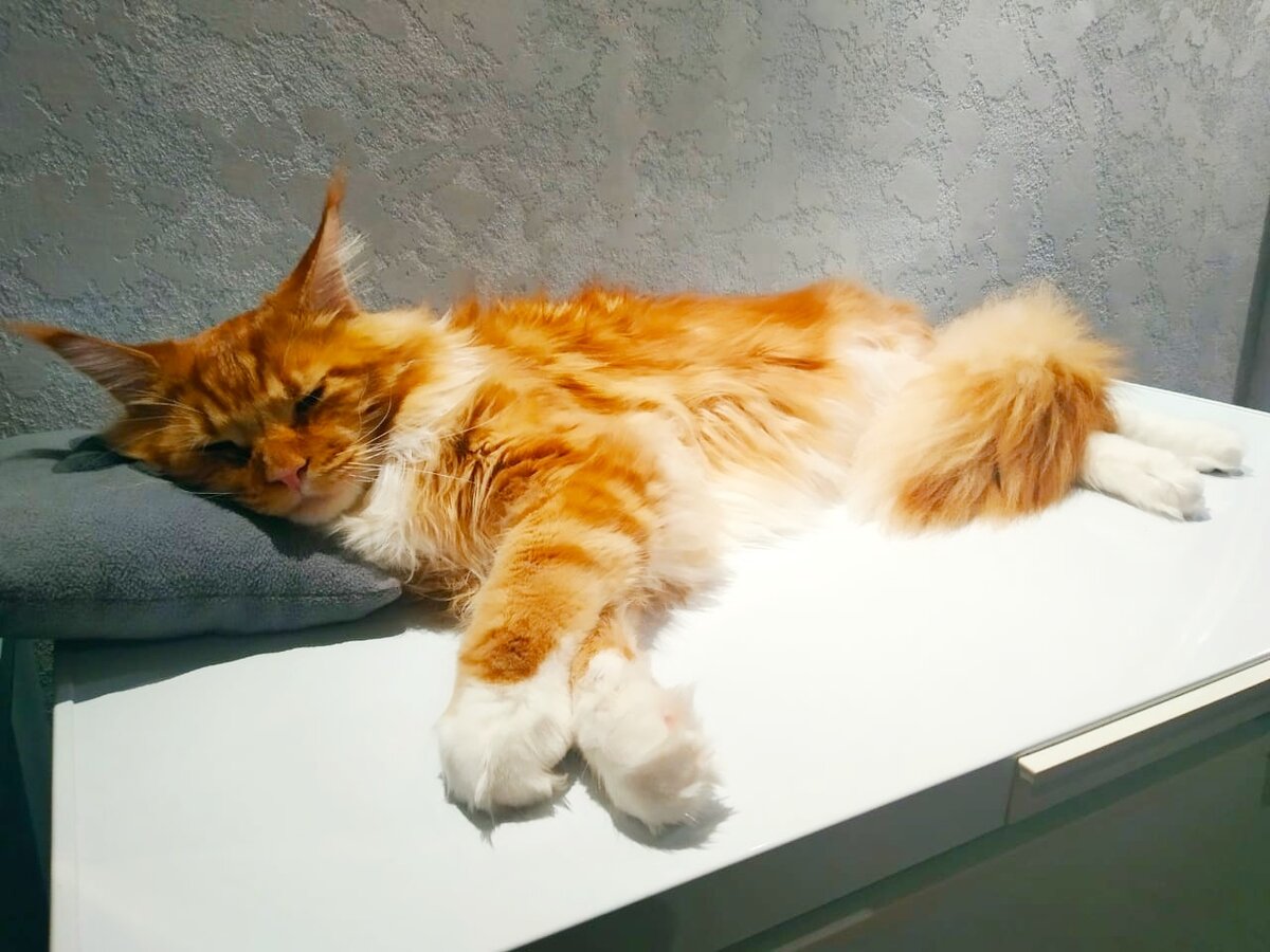 Мейн кун Степа.