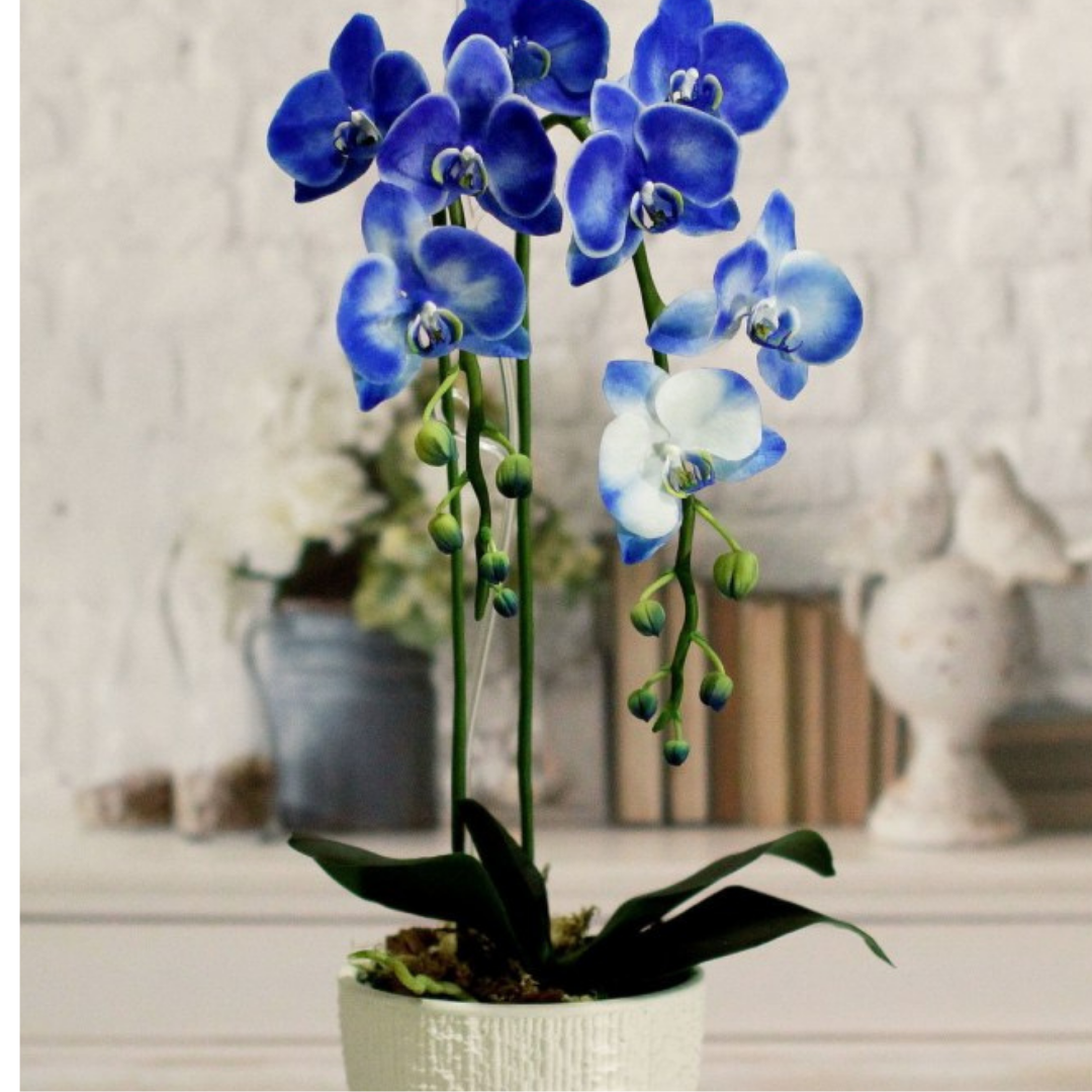 Синяя орхидея в горшке. Орхидея крашеная синяя. Голубая Орхидея. Орхидея синяя Флоренция. Королевская Орхидея синяя.