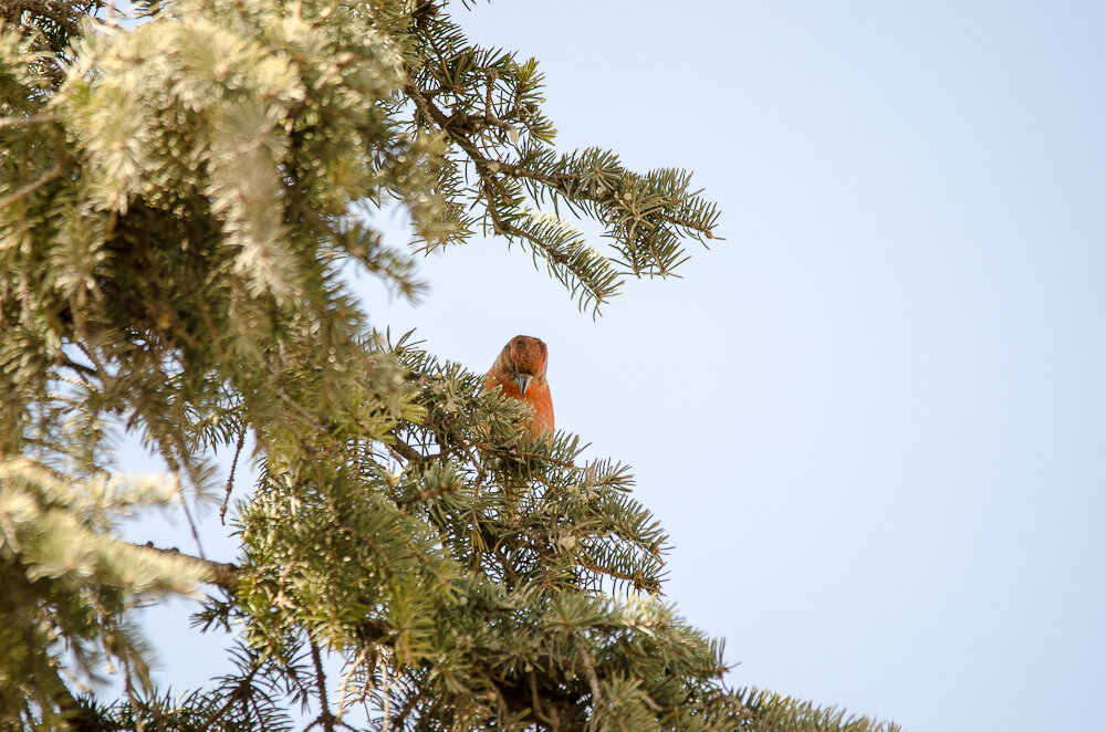 я распахнул дверь и увидел своего друга синтаксический разбор. Prochitayte spishitevstavlya propushenniye bukvi. разбор по членам предложения. клесты на занесённых снегом ветвях ползают кувыркаются. синтаксический разбор шишка.
