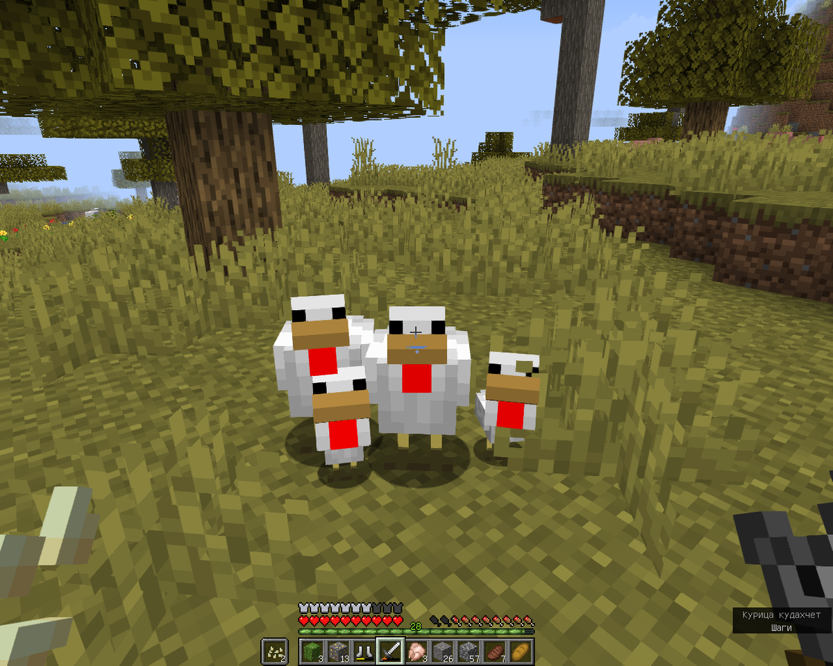 Ох уж эти курицы...