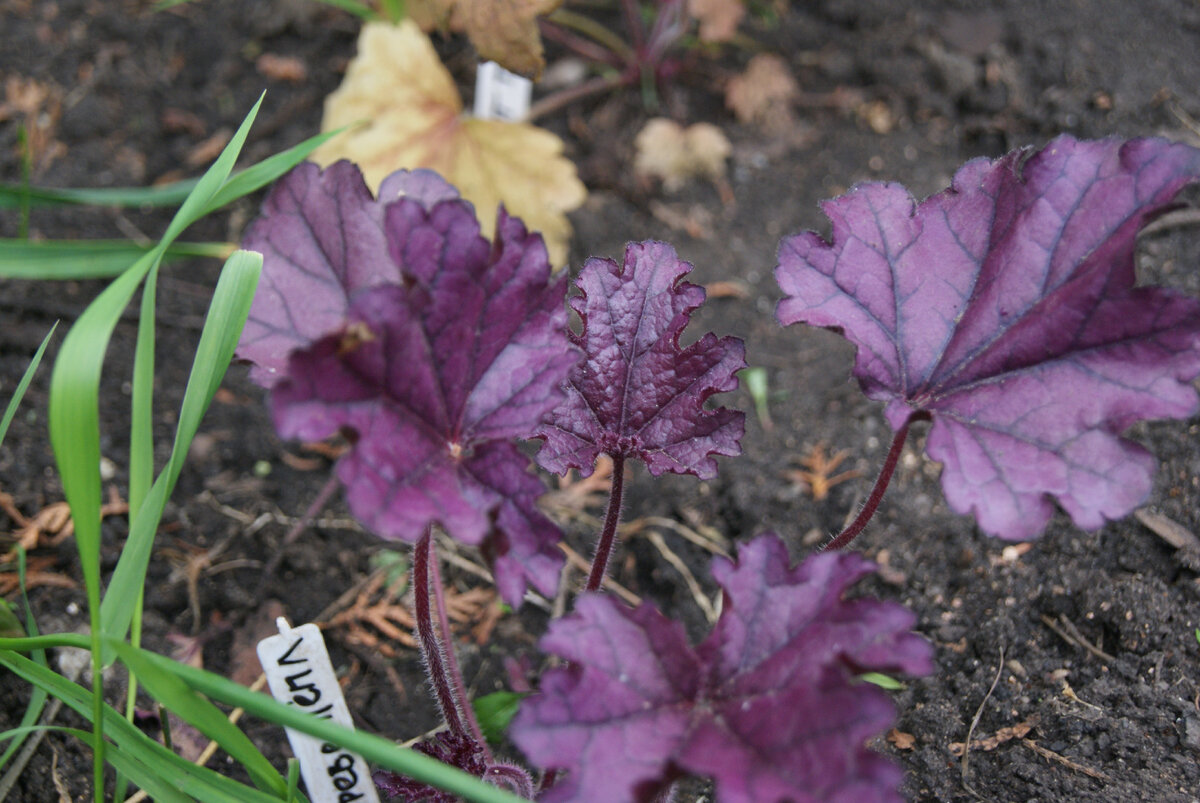 Гейхера Фореве Пёпл Foreve Purple