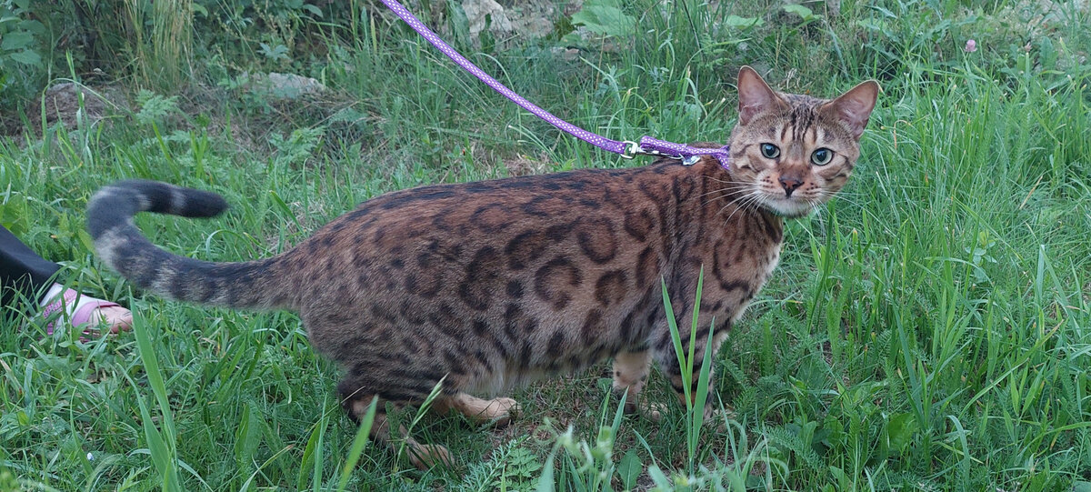 Бенгальские коты в Москве - Питомник бенгальских кошек Big Marshal (Москва)