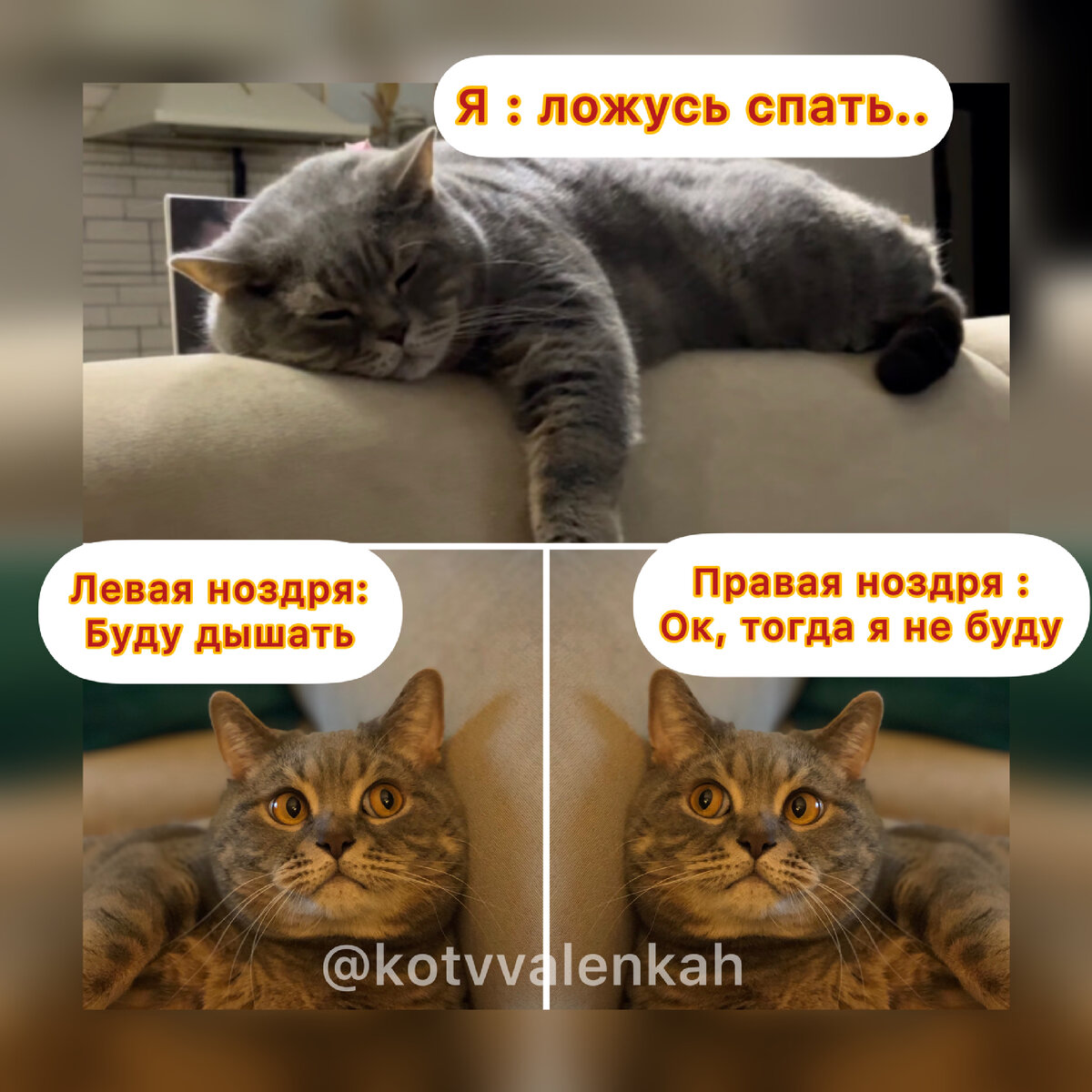 Начало зимы..Мемы тепла 😻 | Кот в валенках Марсель | Дзен