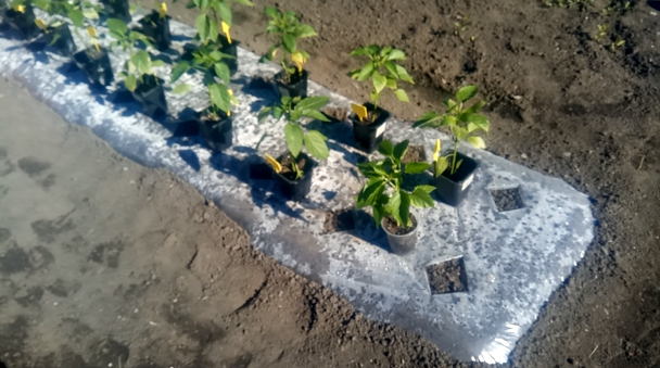 высадка рассады перца на грядку-термос