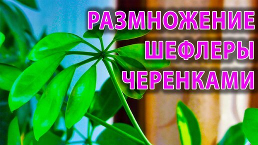 Два простых способа размножить ШЕФЛЕРУ черенками. Как размножать шефлеру черенками. Шефлера пестролистная уход и выращивание.