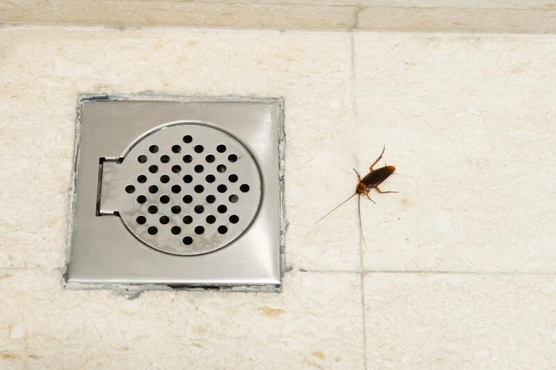 Тараканы могут долго жить без еды, но без воды они быстро погибают. Именно поэтому ванная может стать очагом колонии. 