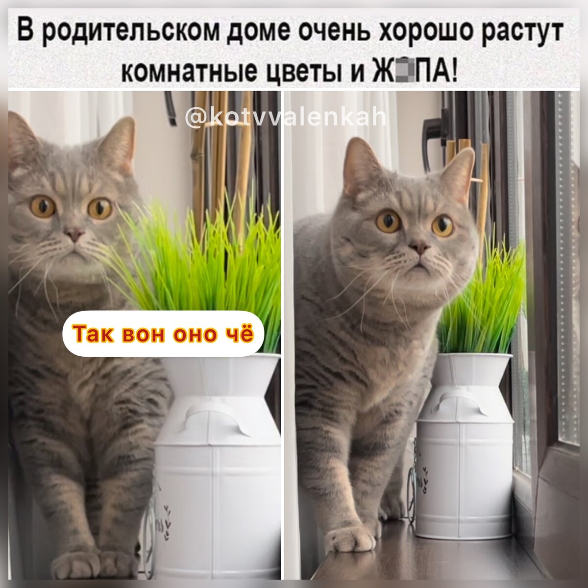 Мемы субботы для поднятия? Или нет? 😸настроения 😻 | Кот в валенках  Марсель | Дзен