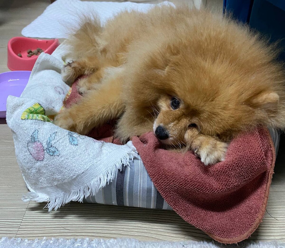 Настроение во время оформления билета - уставшая Куська :D 