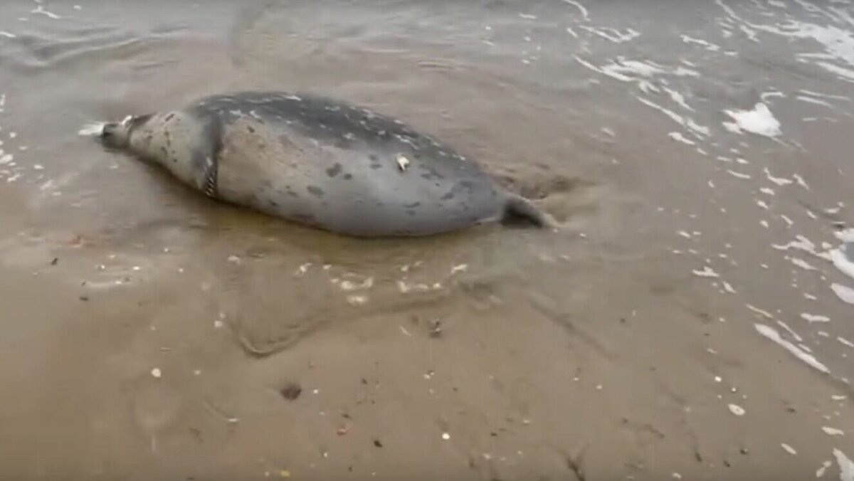     Директор Института экологии сообщает промежуточные результаты.