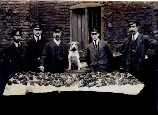 Сотрудники конторы крысоловов с "урожаем", поиск и поимку крыс облегчала работа обученных собак или хорьков.