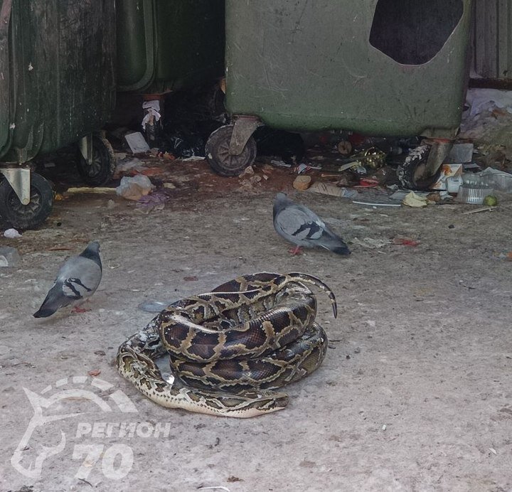     Фото: "Регион-70"