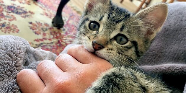 Не стоит поощрять агрессивное поведение питомца / bandofcats.comРеклама