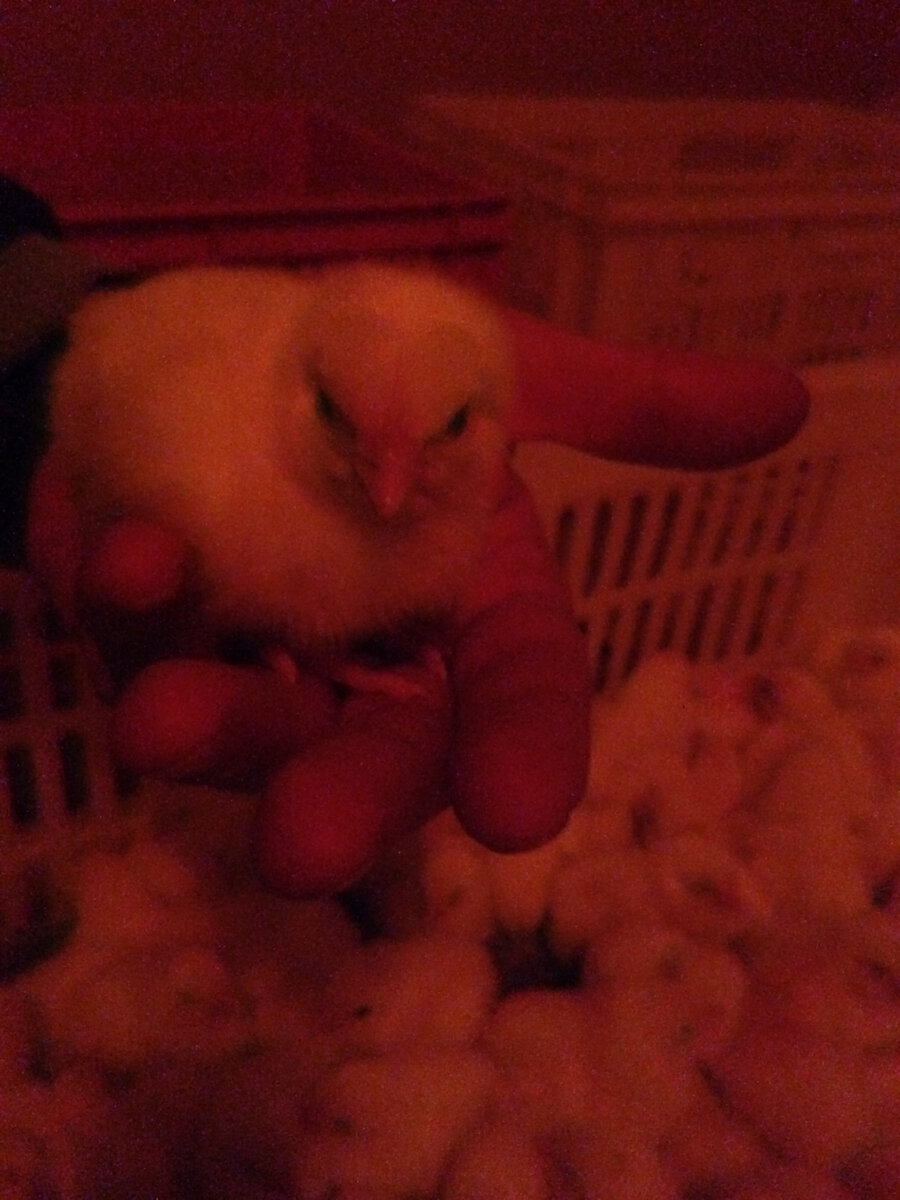 КОББ 500 первый часы после обработки