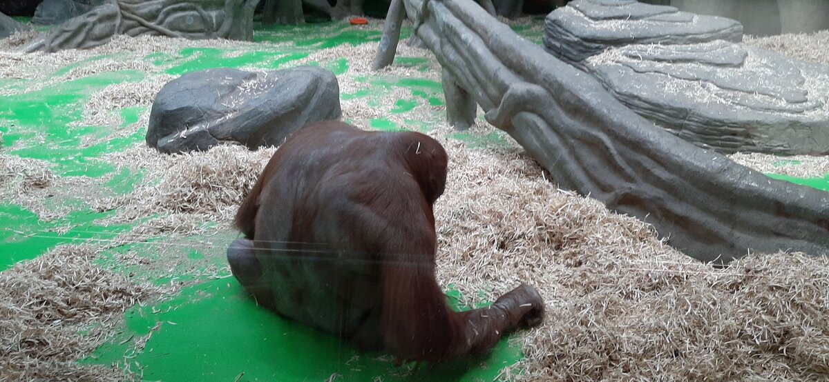 - Надоели эти люди, - думает обитательница зоопарка.