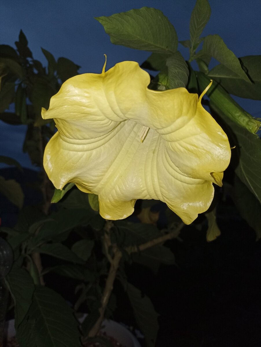 Только-только распустившийся цветок) 