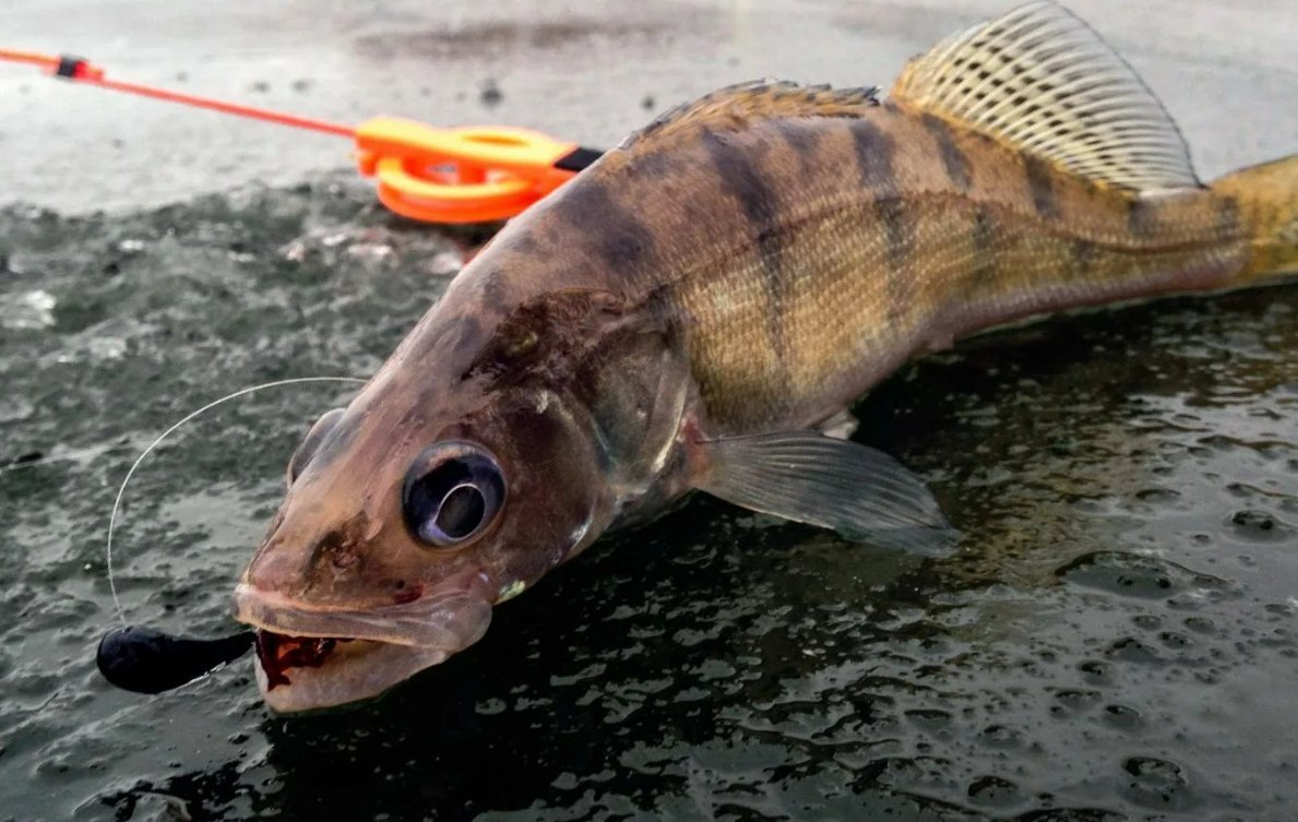 Отличия судака от берша - Frost-Fish