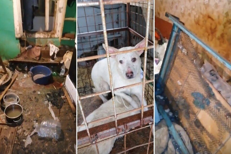     Бригада спасателей два дня вызволяла истощенных собак из затопленного талыми водами дома  Скриншот с видео