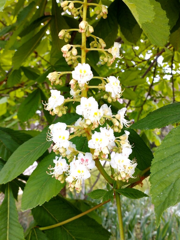 Цветочная "пирамидка". Фото автора канала