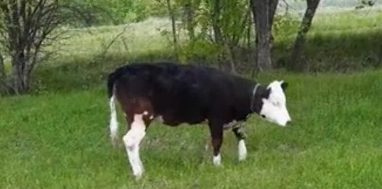 Телка пасётся на свежей траве.