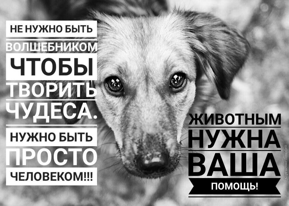 Помоги приюту для животных. Слоганы про бездомных животных. Акция помощь бездомным животным. Помоги приюту для животных. Помощь приюту.