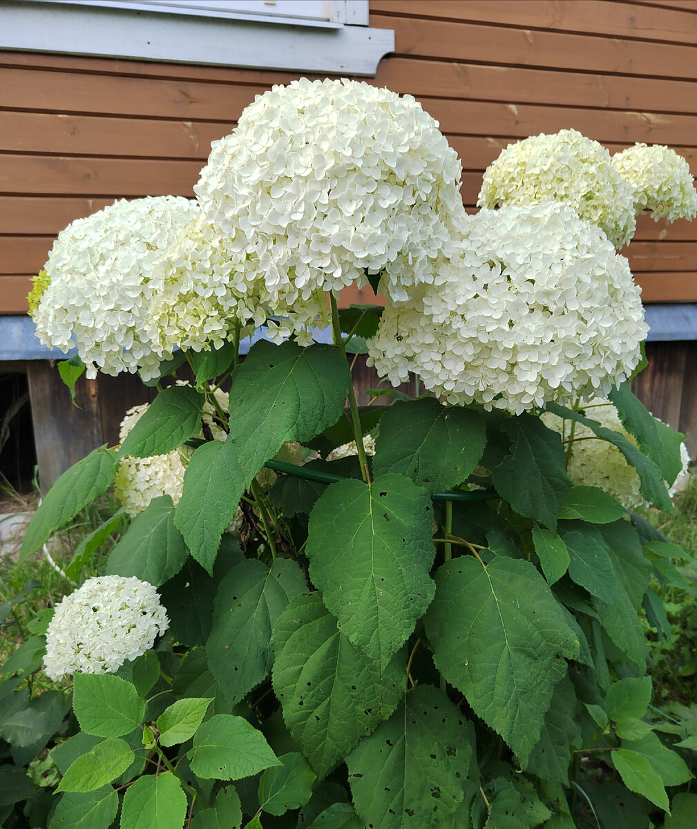 Древовидная гортензия Анабель. Фото автора